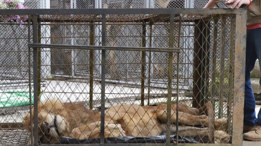 Fotografía cedida por la Alcaldía de Cali del león 'Júpiter' este jueves luego de ser trasladado en un centro de rehabilitación del Departamento Administrativo de Gestión del Medio Ambiente (Dagma) en Cali (Colombia).