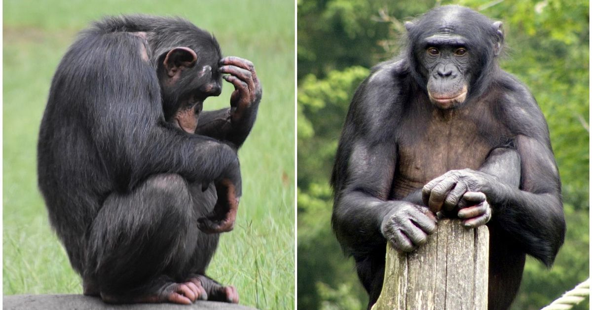 ¿Eres más chimpancé o bonobo? Las 6 diferencias Somos Madrid