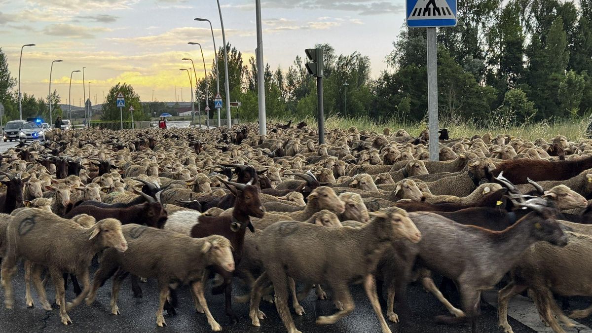 Las ovejas vuelven a tomar las calles de León: nuevo paso trashumante con cortes de tráfico el lunes