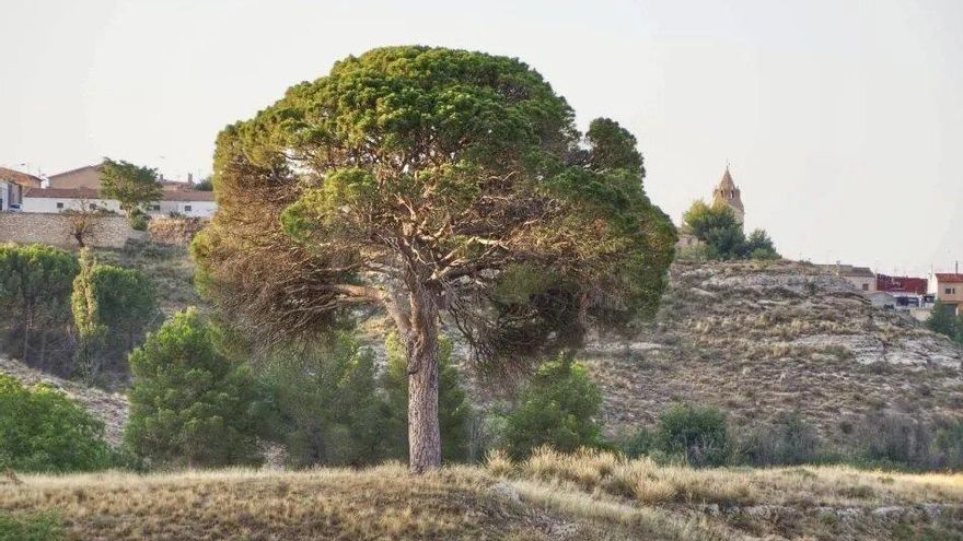 El Pino de Juan Molinera, el árbol con más de 400 años de antigüedad que saltó a la fama por 'La Revuelta' y que quiere reinar en Europa