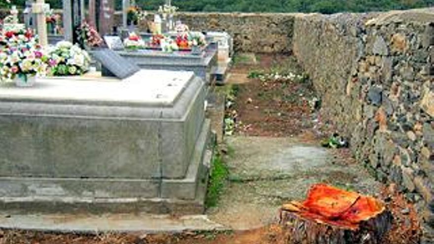 cementerio de folgoso árboles cortados