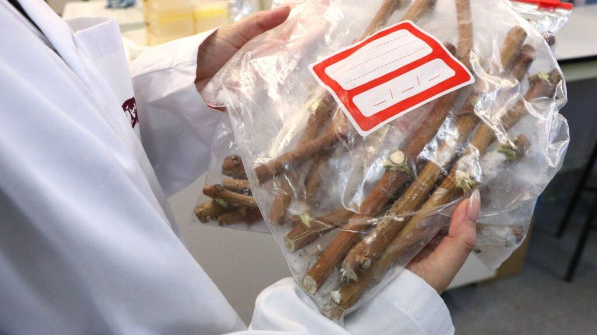 Identificadas tres nuevas variedades de viña en La Palma