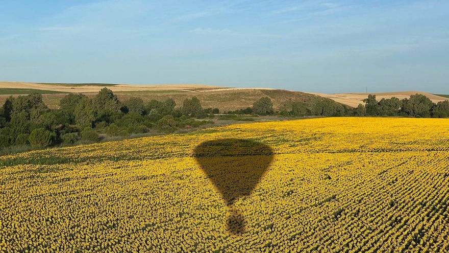 Sombra de un globo desde un campo de girasoles, entre Huelva y Sevilla, a cargo de la empresa Gloobo.