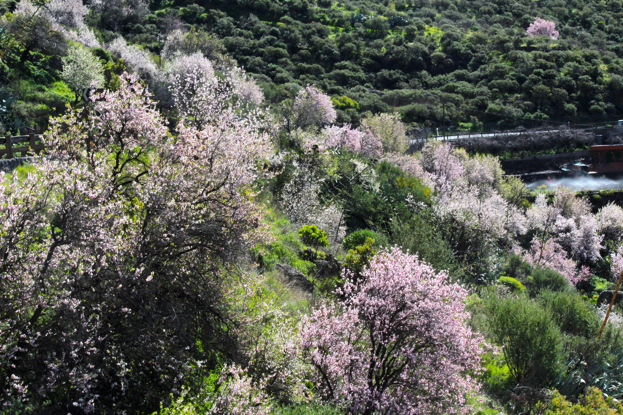 Almendro en Flor en Gran Canaria. Foto: Cirenia Vico