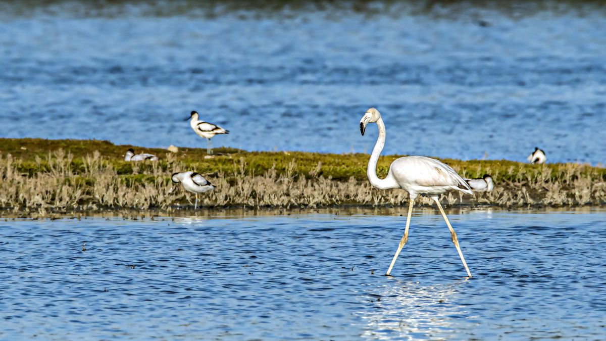 Un flamenco común en la laguna de La Inesperada, junto a otras aves