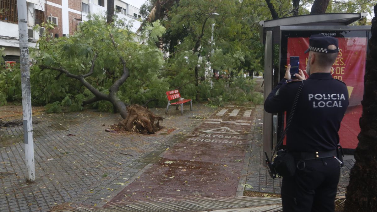 El temporal provoca las caídas de árboles, postes eléctricos y parte del techo de un comercio en el Sector Sur