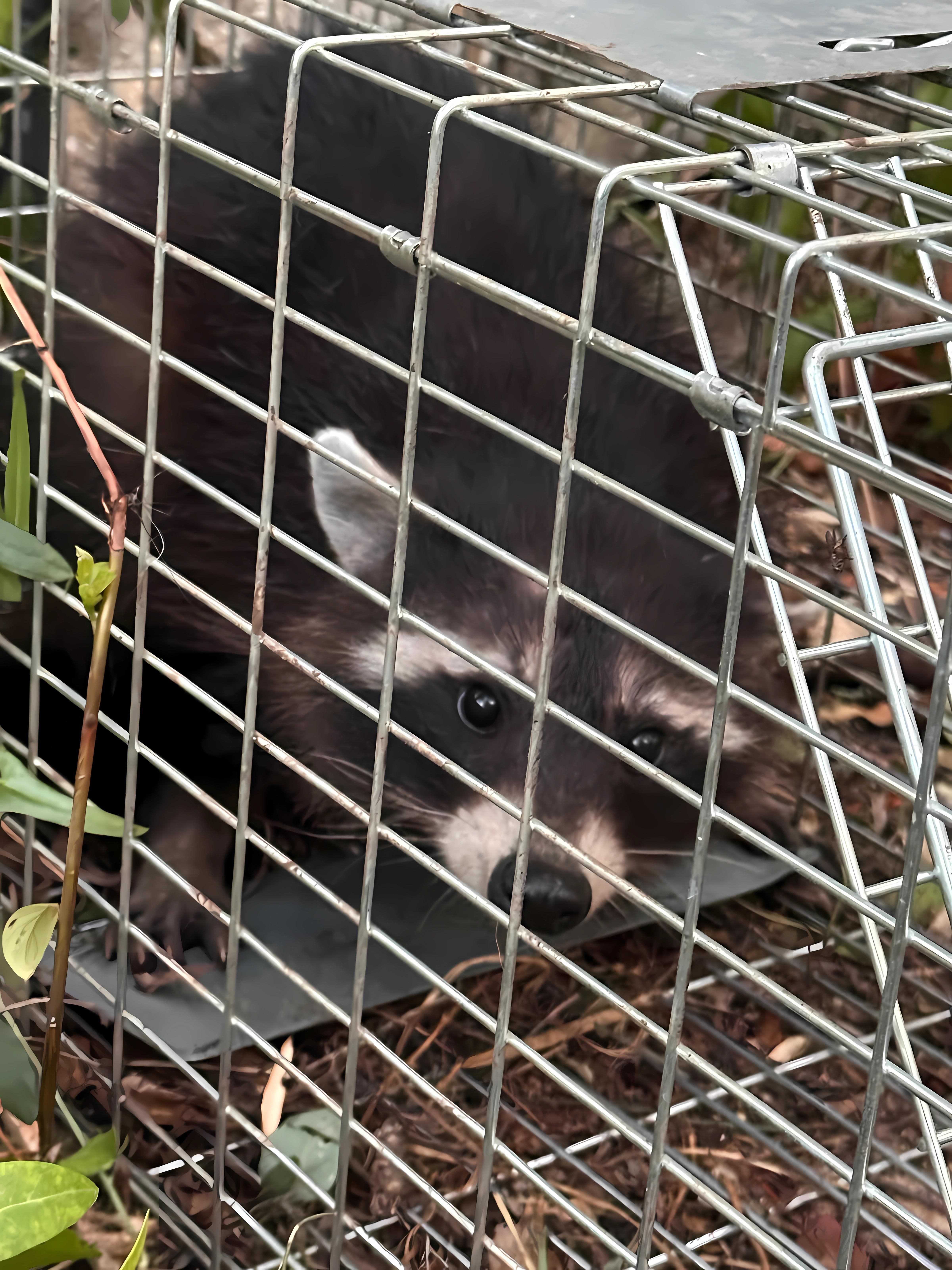 Un mapache capturado en una jaula en Mallorca. En 2025 se retiraron 767 ejemplares y hasta finales de julio de 2026 se habían capturado otros 438.