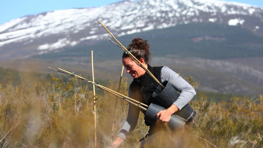 Castaños y frutales a más de mil metros para salvar al oso pardo del cambio climático