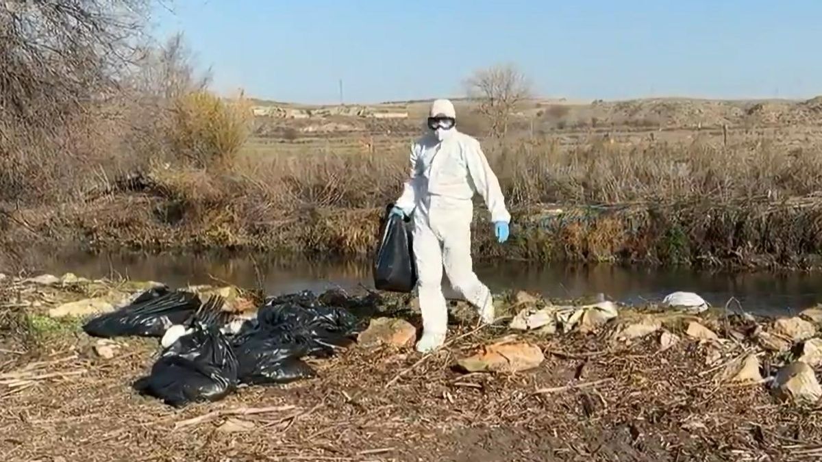 Alerta sanitaria y protección para retirar cigüeñas muertas por la gripe aviar en Madrid: "Ya no es un caso aislado"