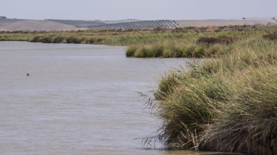 Alertan de la amenaza medioambiental del tráfico ilegal de combustible en el Guadalquivir