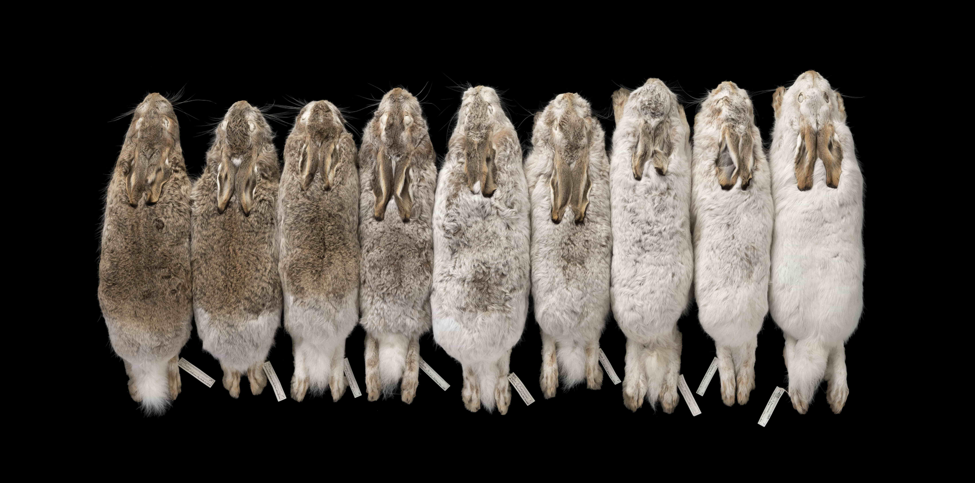 Camuflajes de la liebre de cola blanca.