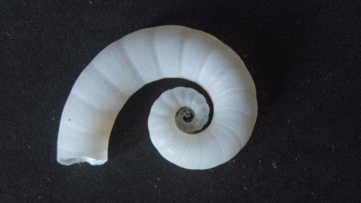 Ejemplar de Spirula spirula, o como se le conoce comúnmente: calamar cuerno de carnero