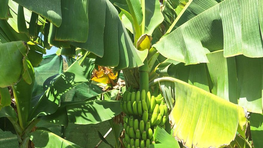 Los plátanos, una de las frutas más afectadas por el calor. Finca de Nieves Suárez.
