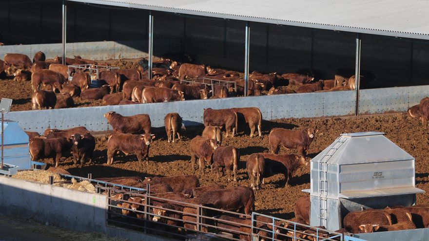 Castilla-La Mancha compensará a los ganaderos por el lucro cesante derivado del vaciado de sus explotaciones