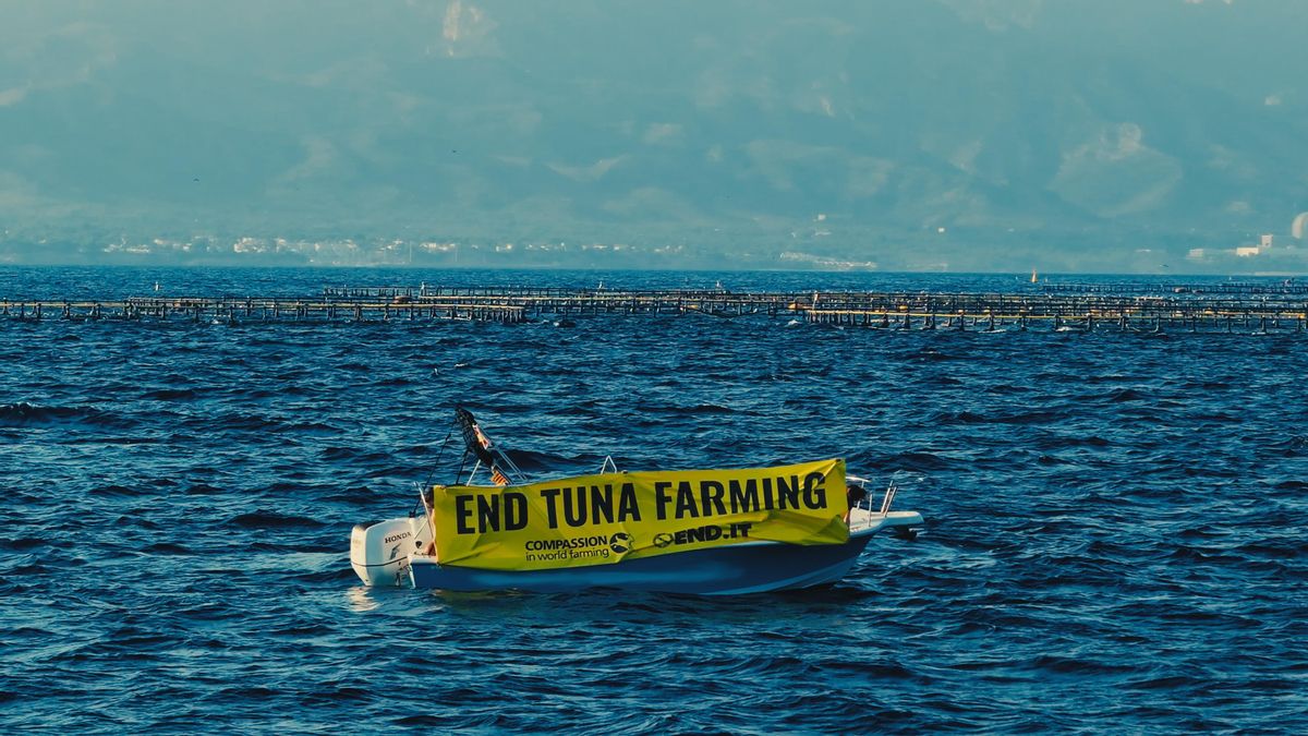Campaña 'END TUNA FARMING' impulsada por la organización Compassion in World Farming (CIWF).