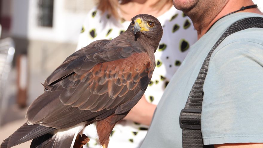 Un águila de Harris, "fichaje" del Ayuntamiento de Manzanares para ahuyentar a las palomas