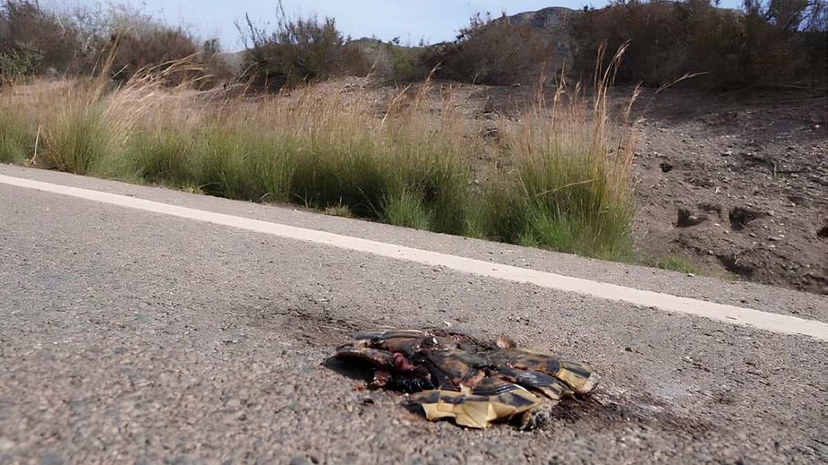 Atropello de un ejemplar de tortuga mora en la carretera de Calabardina, en la localidad murciana de Águilas. AMACOPE