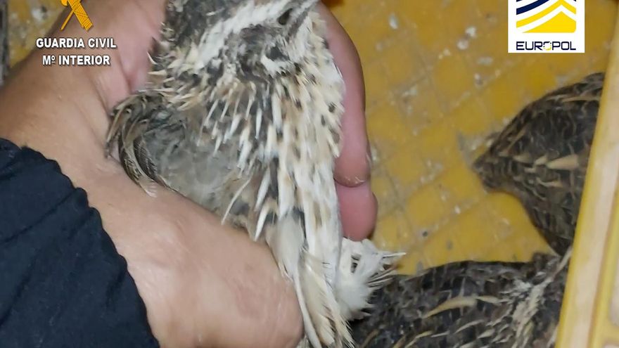 Detenidas 58 personas por criar en macrogranjas codornices invasoras y soltarlas en cacerías intensivas privadas