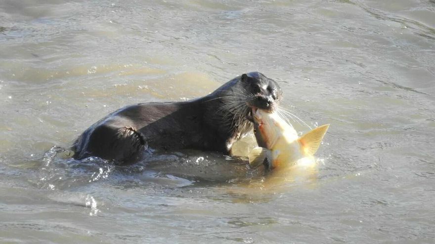 Las nutrias del Guadalquivir, un reclamo a la vista de cordobeses y turistas en el Puente Romano
