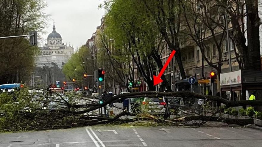 El coche de Policía golpeado por el árbol