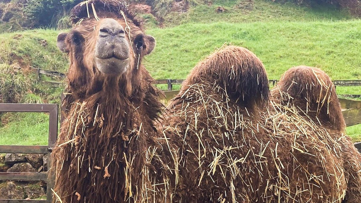 Un concurso de belleza de camellos en Omán expulsa a veinte animales tras detectar bótox, rellenos e implantes prohibidos