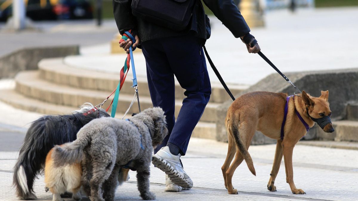 El Sindicato de Trabajadores Caninos busca organizar a los paseadores de perros.