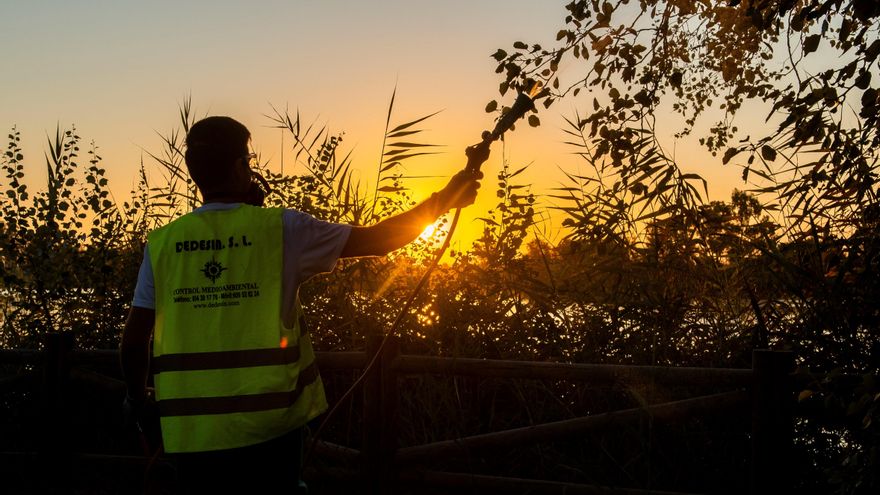 El aumento de las temperaturas acelera las plagas estivales en España