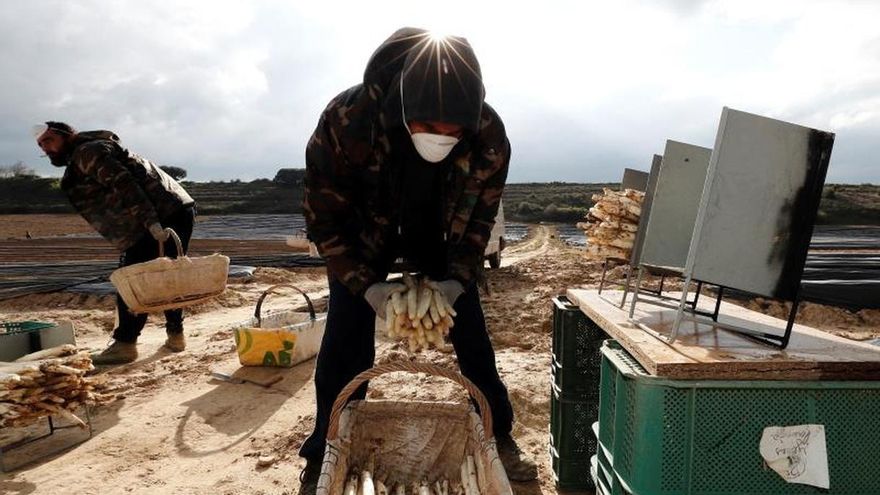 Los agricultores navarros han iniciado la campaña de recogida del esparrago marcada por el uso de mascarillas y otras medidas de seguridad frente al coronavirus y por la incertidumbre que vive el sector por las repercusiones económicas que pueda tener la extensión de la pandemia.