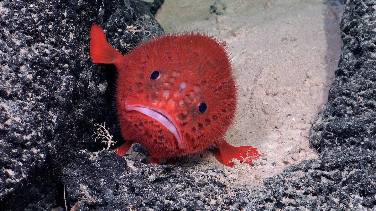 Un Chaunacops coloratus, conocido como pez sapo marino documentado a 1430 metros de profundidad durante una exploración en la dorsal de Nazca. Foto: cortesía ROV SuBastian/Schmidt Ocean Institute