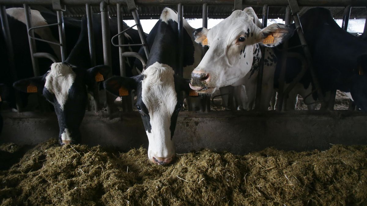 Špansko živinorejo pretresajo izzivi; produktivnost Galicije se približuje španskemu povprečju