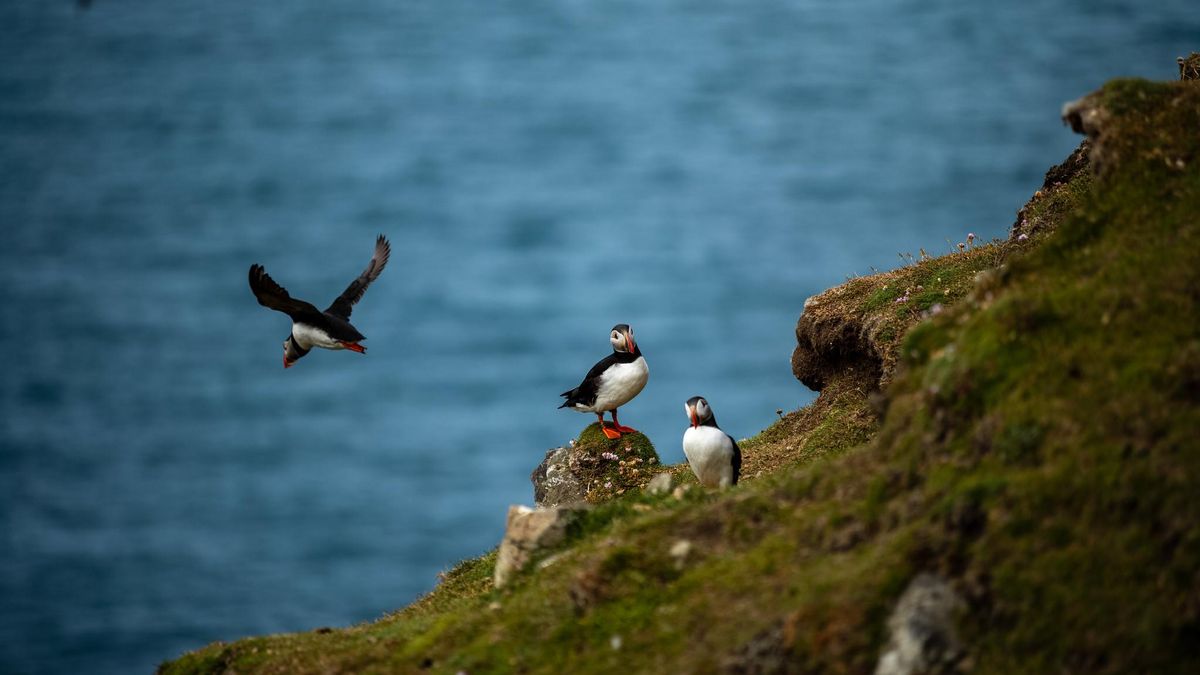 Frailecillos al vuelo en la Reserva Natural de Hermaness.