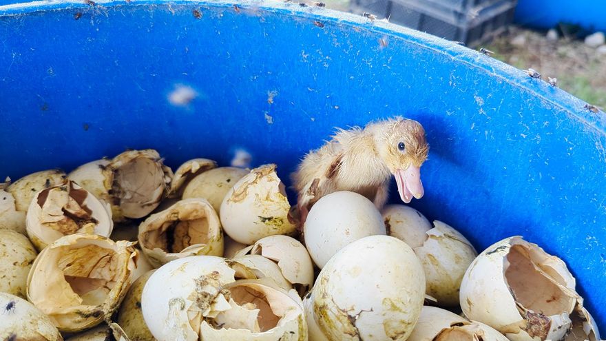 Patos entre excrementos y cadáveres: la macrogranja de Portugal que vende su carne en España