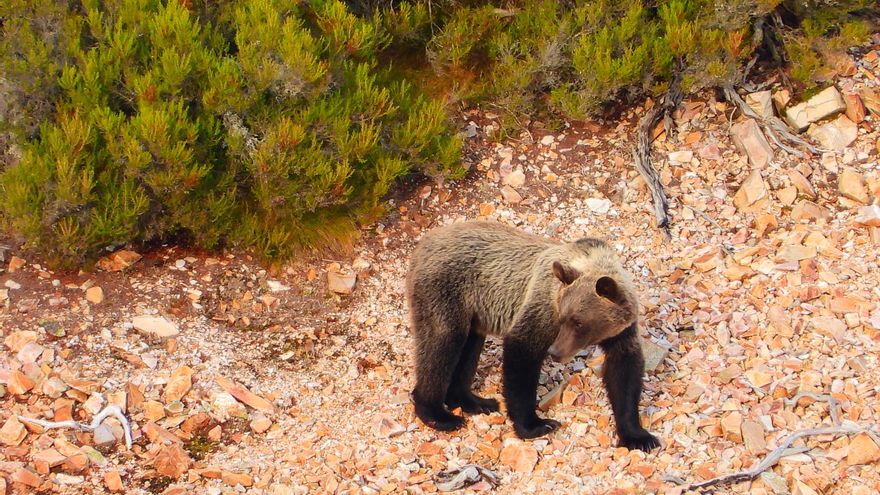 El Gobierno tumba el primer parque eólico de Repsol en la sierra de Gistredo y Alto Sil por su alto impacto ambiental