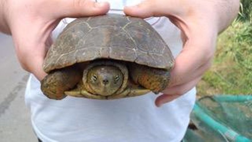 Un ejemplar de Mauremys Leprosa censado en el río Canyoles a su paso por Xàtiva.