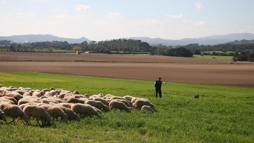 Unos 3.500 ganaderos de ovino y caprino han recibido 19 millones de euros de ayudas asociadas a la PAC