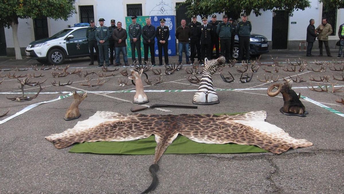 Cuatro detenidos tras intervenir 500 kilos de cuernas de venado robadas
