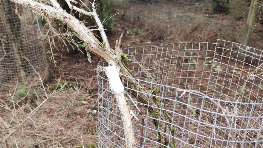 Ejemplar destrozado del codeso herreño