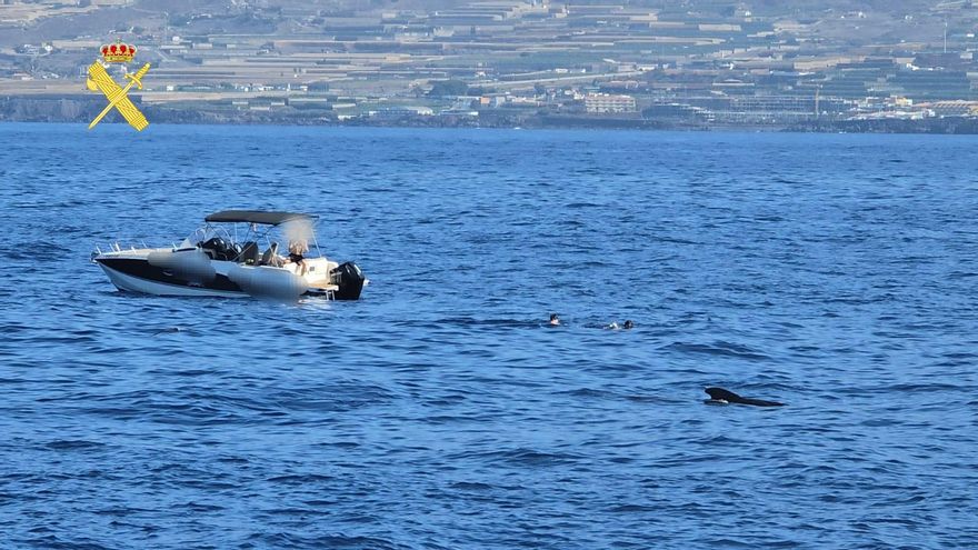 Denunciados siete turistas que se bañaron junto a un grupo de ballenas en Tenerife