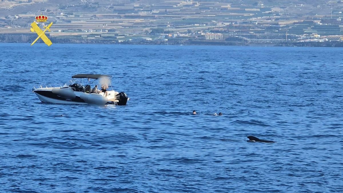 El grupo de turistas, nadando junto a las ballenas en una zona protegida en el sur de Tenerife.