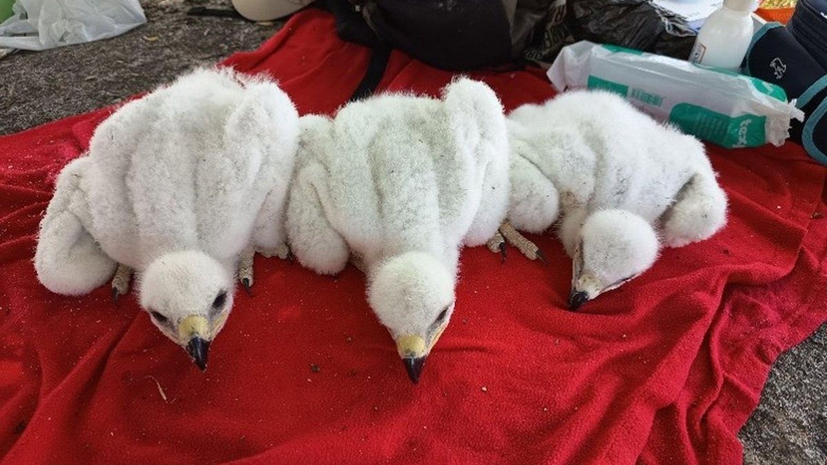 Reintroducen con éxito un pollo de águila imperial ibérica en un nido silvestre de los Montes de Toledo