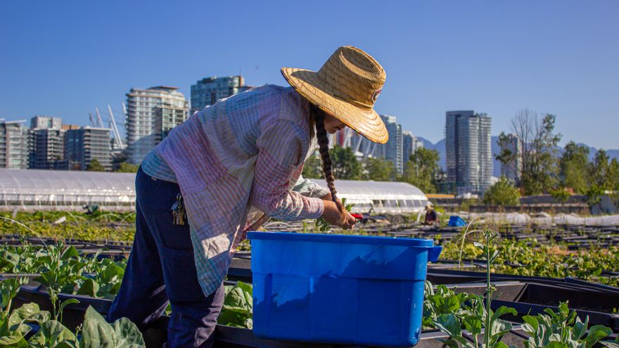 Del huerto urbano a los mejores restaurantes: Vancouver revoluciona la agricultura de ciudad