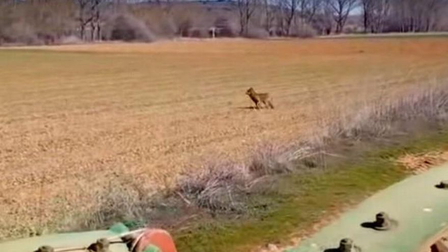 El agricultor se encarama a su tractor cuando aprecia que el lobo se le acerca a pocos metros.