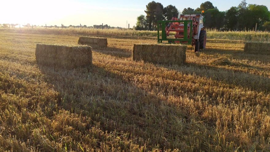 Castilla-La Mancha convocará la Mesa de la Sequía la próxima semana junto a las organizaciones agrarias