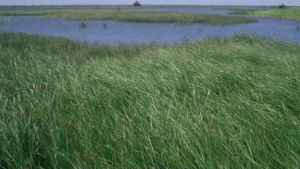 Doñana.