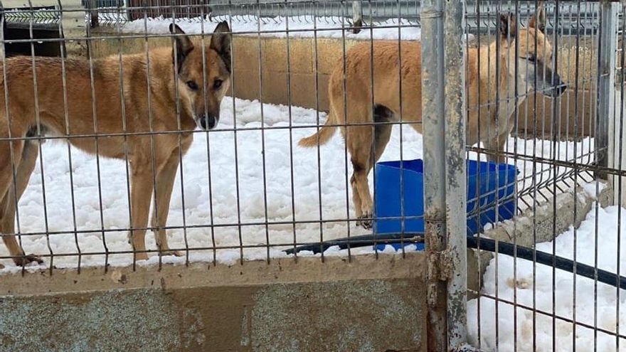 Animales en el refugio tras la nevada
