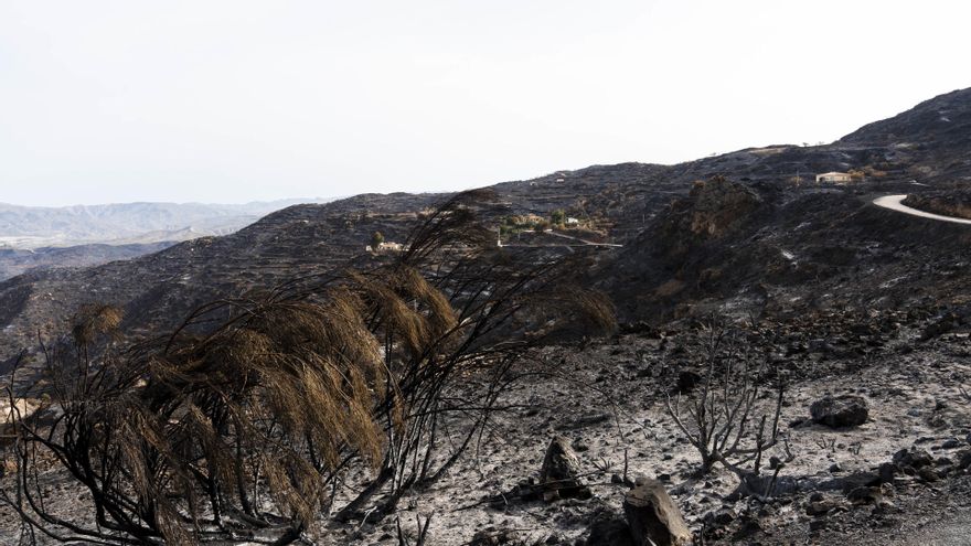 Zonas afectadas por el incendio forestal de Los Gallardos (Almería). A 15 de julio de 2026 en Bédar, Almería (Andalucía, España) (Foto de archivo).