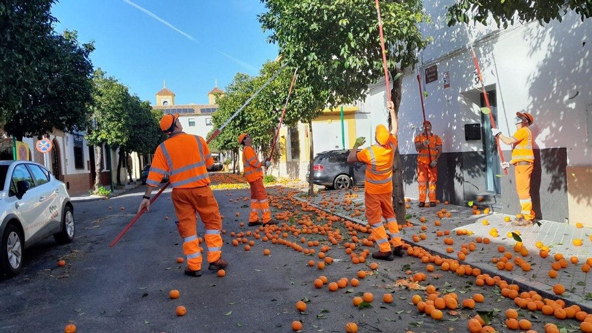 Sadeco ya ha recogido casi 1.000 toneladas de naranjas
