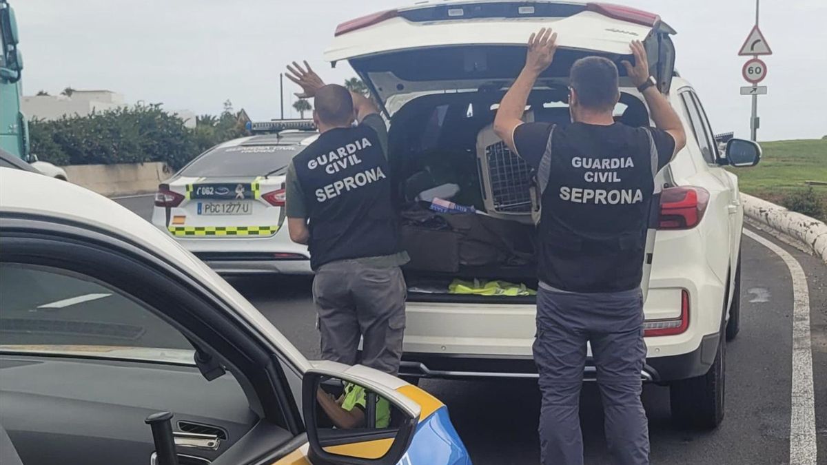 La Policía localiza a un "intrépido peatón" en la GC-1: un pato pasea por la Avenida Marítima y obliga a cortar el tráfico