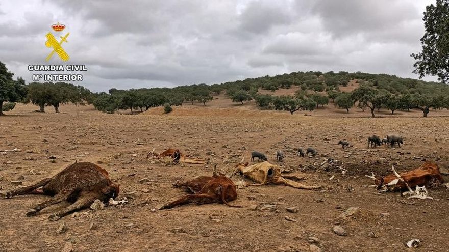 Investigado un ganadero de Zahínos por el abandono y muerte de casi un centenar de vacas y terneros
