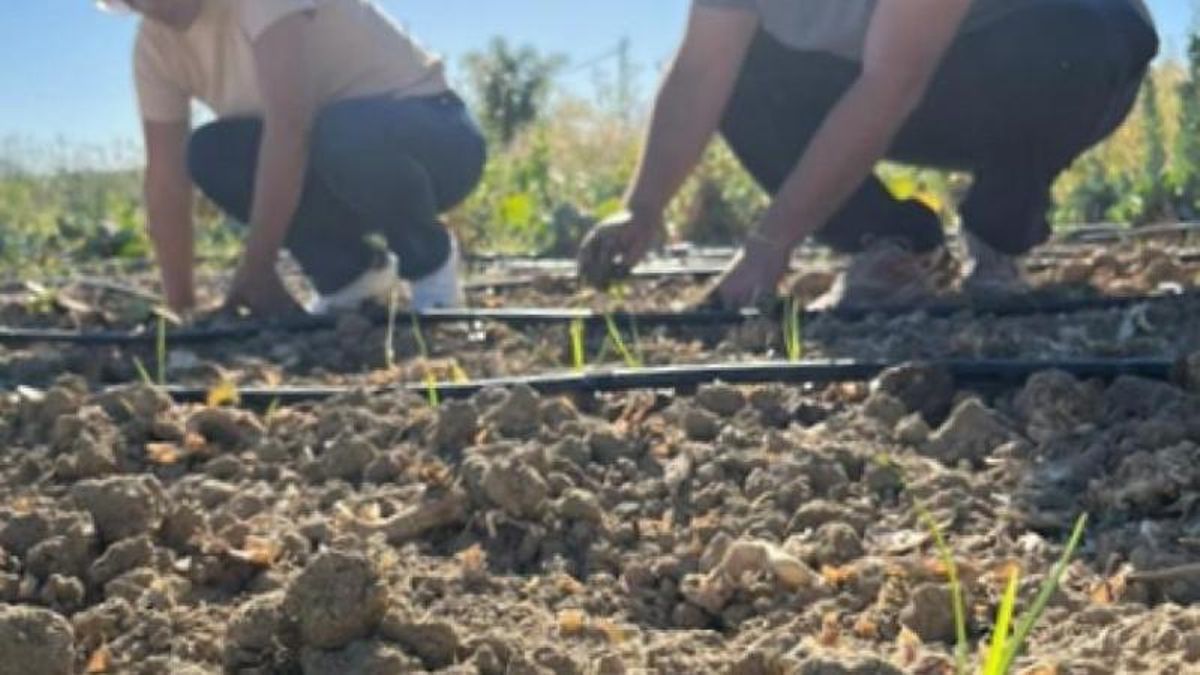 Cómo conseguir hasta 300 plantas gratis para tu huerto en El Bierzo